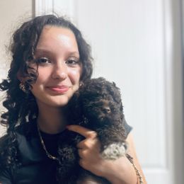 Genoa - Brown female Lagotto Romagnolo puppy in Chico, California from Anna’s Lagottos