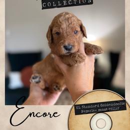 Encore - Dallas,Tx - 4,000 - Red  female Goldendoodle puppy in Garland, Texas from Twilight Doodles