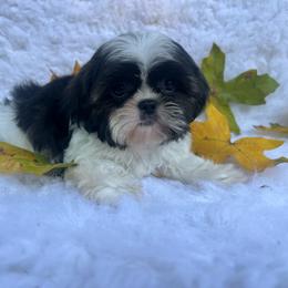 Girl 4 - Sable and white female Shih Tzu puppy in Tenino, Washington from Fantasy Realm Shih Tzus