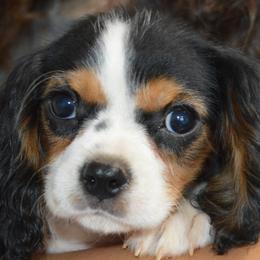 Colin - Tri-color male Cavalier King Charles Spaniel puppy in Bowman, Georgia from Mid Lake Cavaliers