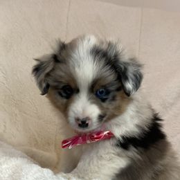 Miniature American Shepherd, Miniature Australian Shepherd, and Toy Australian Shepherd Puppies from Little Dipper mini Americans and toy Aussies