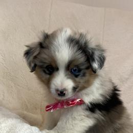 Miniature American Shepherd, Miniature Australian Shepherd, and Toy Australian Shepherd Puppies from Little Dipper mini Americans and toy Aussies