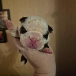 Lime green - Red brindle and white male Bulldog puppy in Walhalla, South Carolina from Lowery's English Bulldogs
