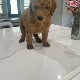 Goldendoodle Puppies from Goldendoodle’s Love