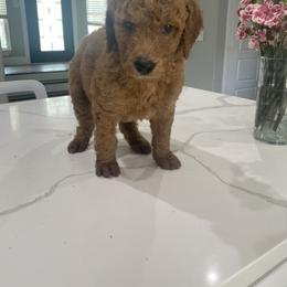 Goldendoodle Puppies from Goldendoodle’s Love