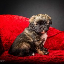 Greater Swiss Mountain Dog and Lowchen Puppies from Cambio Canines