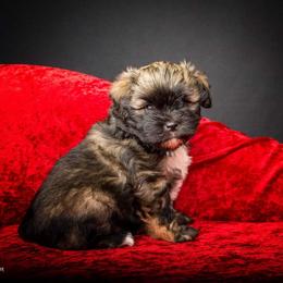 Greater Swiss Mountain Dog and Lowchen Puppies from Cambio Canines
