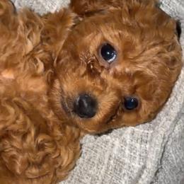 Miso - Red  female Poodle puppy in Cypress, Texas from Misocutepoodles