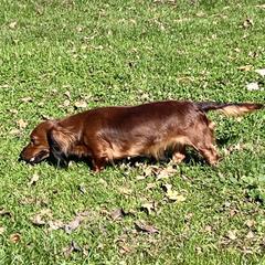 Chaco - Dachshund