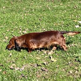 Chaco - Dachshund