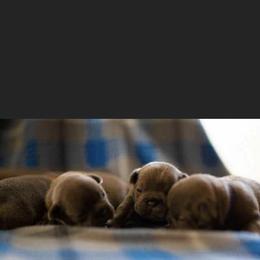 French Bulldog Puppies from Heartfelt Kennels