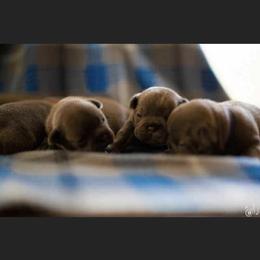 French Bulldog Puppies from Heartfelt Kennels