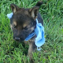 Male blue - Black and red male German Shepherd puppy in Mccool Junction, Nebraska from Sininger Lagoon