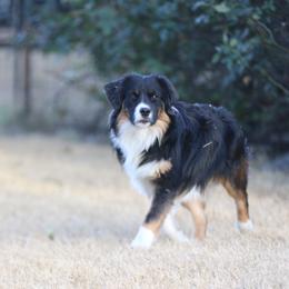 Boulder - Black tri male Miniature American Shepherd puppy in Stephenville, Texas from Diamond H Aussies