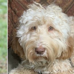 Dartagnan - Australian Labradoodle