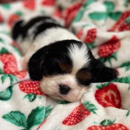 Boy 2 , Tri - Tri-color male Cavalier King Charles Spaniel puppy in Phoenix, Arizona from Larisa's Cavaliers