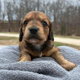 Brandy-AKC - Red female Dachshund puppy in Marshfield, Missouri from Hilltop Kennel LLC