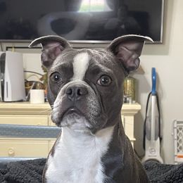 Boujie  - Boston Terrier