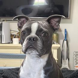 Boujie  - Boston Terrier