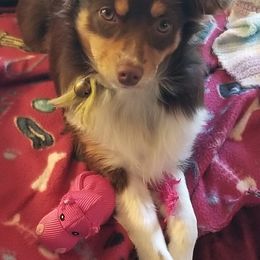 Miniature Australian Shepherd and Toy Australian Shepherd Puppies from CKD DOUBLETREE AUSSIES