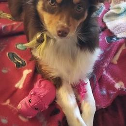 Miniature Australian Shepherd and Toy Australian Shepherd Puppies from CKD DOUBLETREE AUSSIES