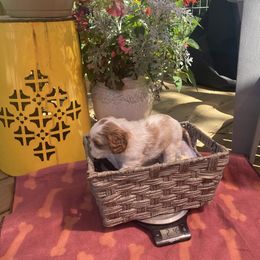 Star - Blenheim female Cavalier King Charles Spaniel puppy in Lead Hill, Arkansas from Kalama Cavaliers