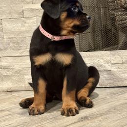 Light Pink - Black and mahogany female Rottweiler puppy in Lindale, Texas from Von MK Rottweilers