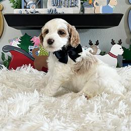 Black Collar Male - Parti male Goldendoodle puppy in Bradenton, Florida from Suncoast Goldendoodles