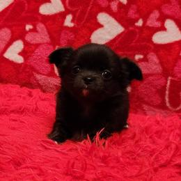 Helen - Black and white female Chihuahua puppy in Chesapeake, Virginia from Elsbeth's Chihuahuas