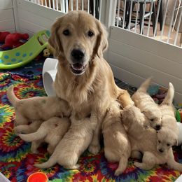 Golden Retriever Puppies from Evergrace Goldens