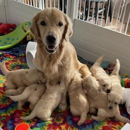 Golden Retriever Puppies from Evergrace Goldens