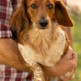 Dachshund All Grown Up from 5F Dachshunds