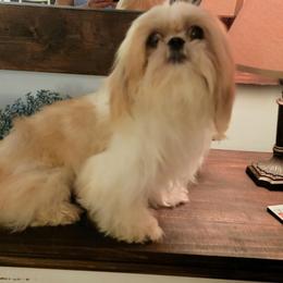 Gabriella - Shih Tzu