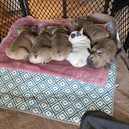 French Bulldog Puppies from Queenbeebullies