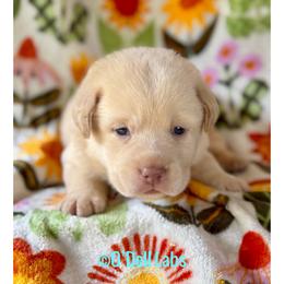 Ruby - Yellow female Labrador Retriever puppy in Sullivan, Missouri from O’Dell Labs