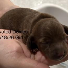 Mint Green Collar - Chocolate female Dachshund puppy in Belfair, Washington from Devoted Doxies, Lorraine’s Yorkies