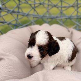 Buzz - Tri-color male Cavalier King Charles Spaniel puppy in Las Cruces, New Mexico from Mayflowers Cavalier Spaniels