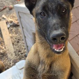 Boy 2 - Mahogany male Belgian Malinois puppy in Corpus Christi, Texas from Heavenly Firefly Belgian Malinois