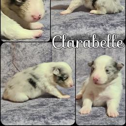 Shetland Sheepdog Puppies from Henotic Homestead's Shetland Sheepdogs