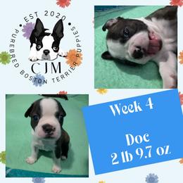 Doc - Black brindle and white male Boston Terrier puppy in Jupiter, Florida from CJM Boston and Boxer Puppies