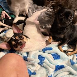Tanner - Chihuahua