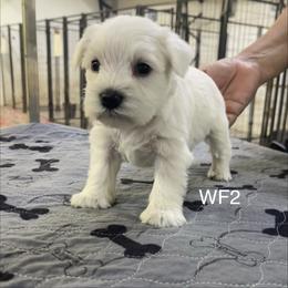 WFemale 2 - White female Miniature Schnauzer puppy in Springdale, Arkansas from Rc Kennels