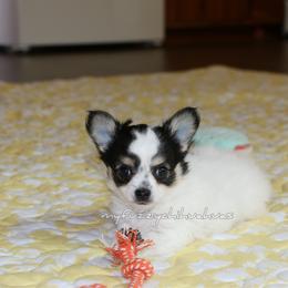 Kingston - Black and white male Chihuahua puppy in Wakarusa, Indiana from My Fuzzy Chihuahuas