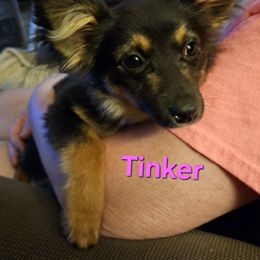 Tinker - Toy Australian Shepherd
