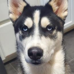 Siberian Huskies from Parkes' Pups