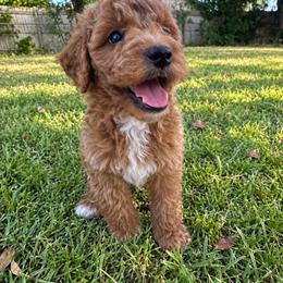 Goldendoodle puppies from Heritage Doodle Company