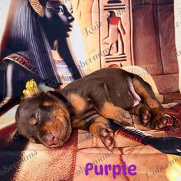 Purple Collar - Red and rust female Doberman Pinscher puppy in Louisville, Kentucky from Ruiz Dobermans
