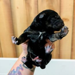 Girl 1 - Black and tan female Lapponian Herder puppy in Prattsburgh, New York from Maalattu Koirankoppi Lapponian Herders