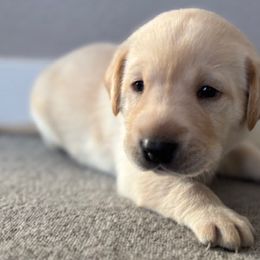 Boy 1 - Rollie (brown collar) - Labrador Retriever puppy from Front Range Labradors LLC