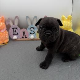 Louis - Brindle male French Bulldog puppy in Largo, Florida from Infinity Frenchies